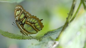 Las mariposas son utilizadas mayormente en exhibiciones vivas.