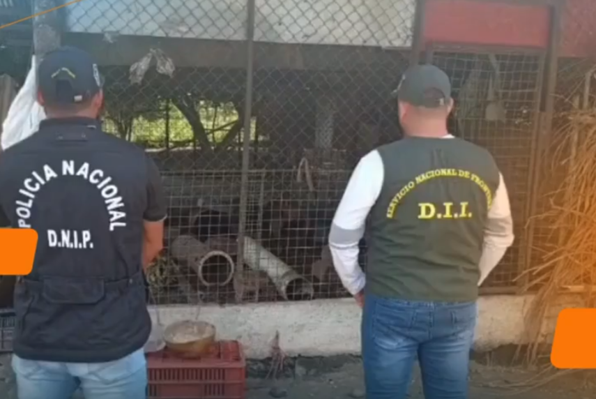 Autoridades decomisan conejos pintados y fauna silvestre en Puerto Armuelles