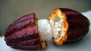 El cultivo de cacao en Panamá es de gran importancia económica y tiene potencial para el mercado nacional e internacional.