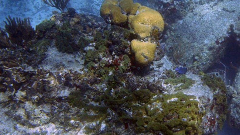 Científicos hallan la pista más antigua de vida animal