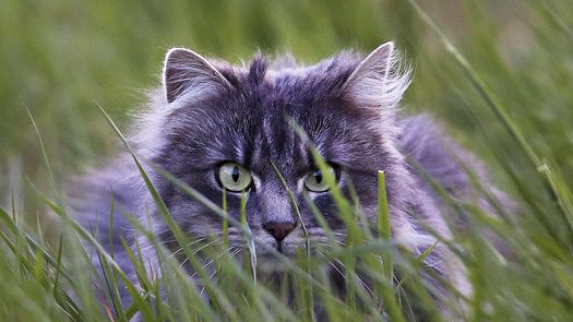 El decreto, que rige para todos los gatos del sur de la ciudad.