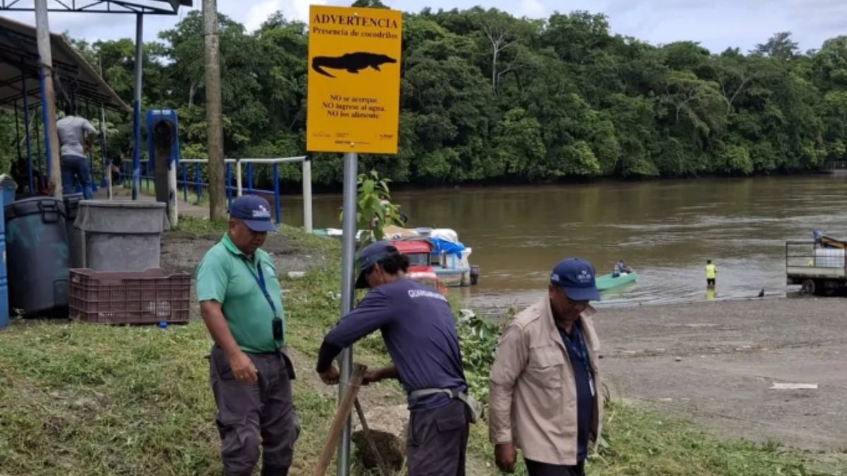 Aumentan los ataques de cocodrilos en Panamá Aumentan los ataques de cocodrilos en Panamá