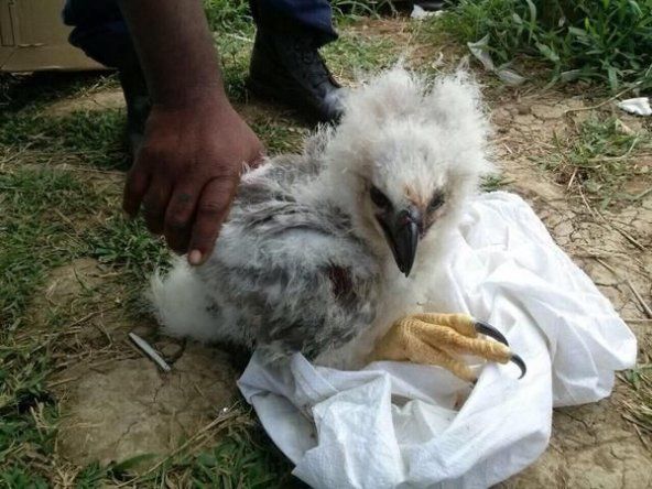 Polluelo de águila harpía rescatado en Darién, se recupera en el Parque Summit