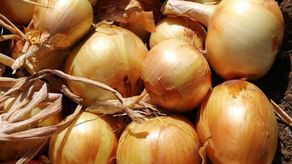 Aprueban importación de 15 mil quintales de cebolla para julio y 30 mil para agosto