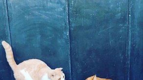 Ed Sheeran le hace la competencia a los gatos de Taylor Swift con sus propias mascotas