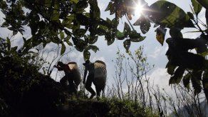 Santos y FARC inician sustitución de cultivos de coca