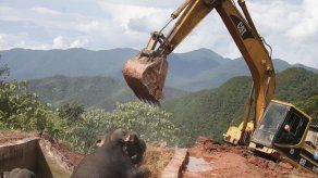 Rescatan con excavadora a tres elefantes atrapados en un depósito de agua en China