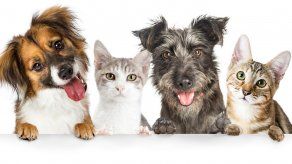 ¿Perros o gatos? una gran decisión a la hora de escoger a una de tus primeras mascotas.