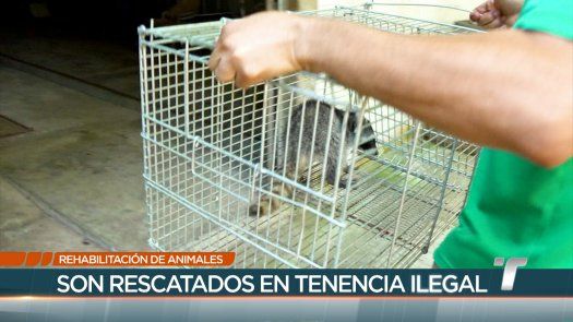 TR Verde: Rehabilitación de animales