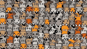 Acertijo Visual&nbsp;