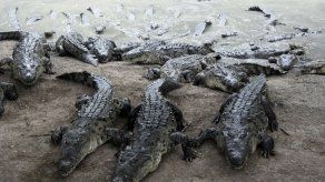 Honduras: Indagatoria de EEUU deja hambrientos a cocodrilos