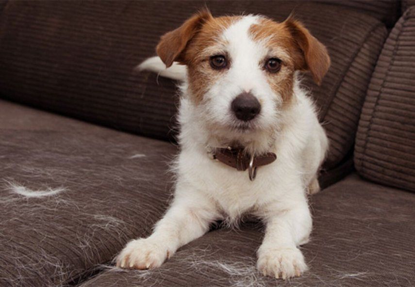 Cinco tips para eliminar el pelo de tu mascota en tu hogar