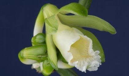 Descubren orquídea y la nombran en honor de negociadora del Acuerdo de París