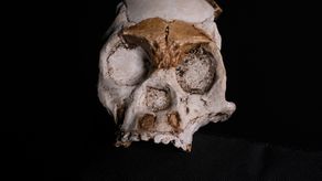 Durante años, este rico yacimiento arqueológico, llamado la Cuna de la Humanidad, repleto de cuevas y fósiles prehumanos y declarado Patrimonio de la Humanidad por la UNESCO, ha sido un tesoro de información para los paleontólogos.