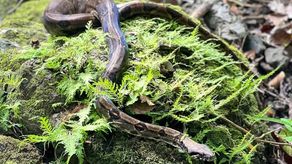 Boa imperator ubicada en Santiago.