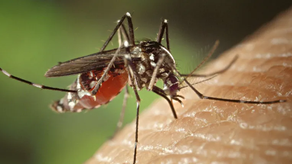 Casos de malaria en Panamá aumentan.