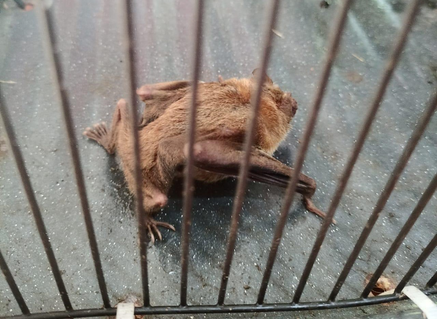 MIDA refuerza campaña contra la rabia bovina