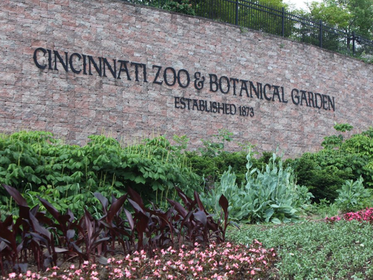 Matan a gorila en zoológico de Ohio para proteger a un niño
