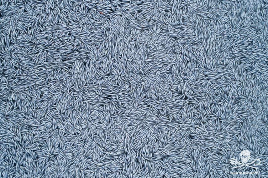 Conmocionada por las imágenes