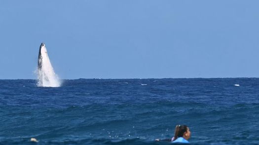 Una ballena sorprendió en la semifinal de surf de los Juegos Olímpicos 2024