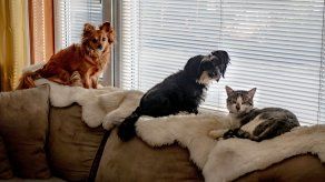 Las mascotas y su relevancia en el Feng Shui.