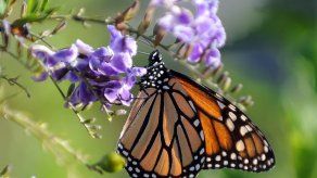 Intelectuales piden a líderes de Norteamérica salvar a la mariposa monarca