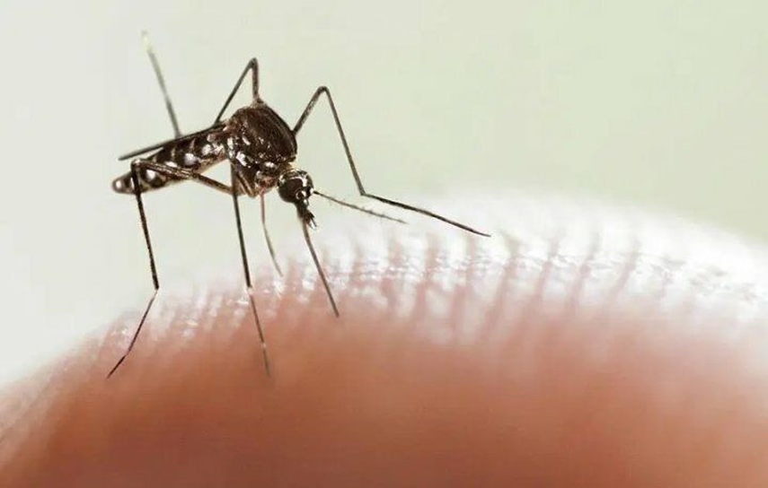 Dengue en Panamá Te puedes infectar por segunda vez