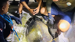 MiAmbiente realiza monitoreo de tortugas MiAmbiente realiza monitoreo de tortugas