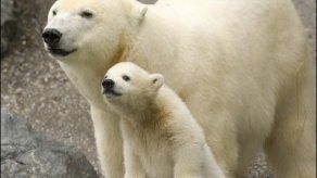 Canadá convoca una mesa redonda sobre los oso polares