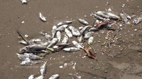 MiAmbiente aclara lo sucedido con la mortandad de peces en diferentes sectores del país