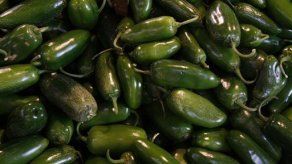 Hallan cepa de salmonela en cultivo mexicano