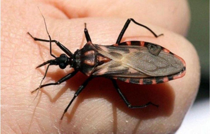 Chagas