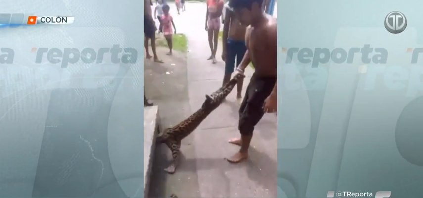 Rescatan a ocelote visto con menores