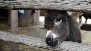 Botsuana arresta a 4 personas por exportar pieles de burro