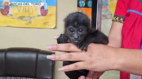 MiAmbiente rescata a 2 monos aulladores en Bocas del Toro.