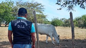 Policía Nacional recupera tres reses reportadas como robadas Policía Nacional recupera tres reses reportadas como robadas