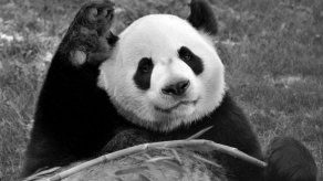Un zoológico de Canadá devolverá dos pandas a China ante escasez de bambú