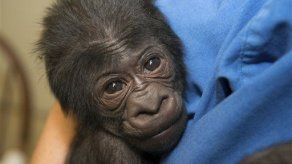 Un bebé gorila nace en área central de Ohio