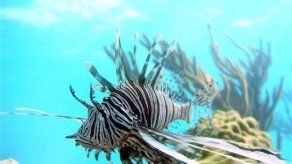 Peces león invaden las frágiles aguas del Caribe