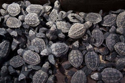 Ambientalistas hondureños liberan cerca de 30.000 tortugas en el Pacífico