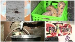 Cucarachas en negocio de frutas en Chanis