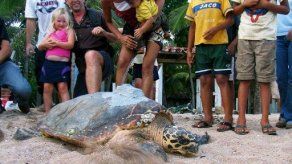 La tortuga carey sobrevive en aguas centroamericanas