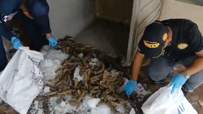 Más de 2,000 especies marinas fueron decomisadas en residencias y comercios de Chiriquí y Veraguas.