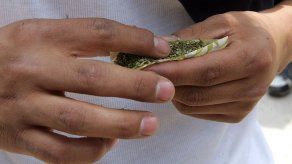 Marihuana legal en Uruguay se venderá en bolsas de 10 gramos y sin publicidad