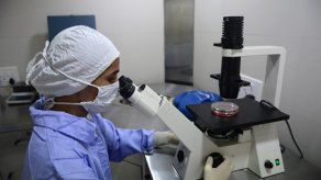 Científicos españoles y de EEUU crean minirriñones con células madre