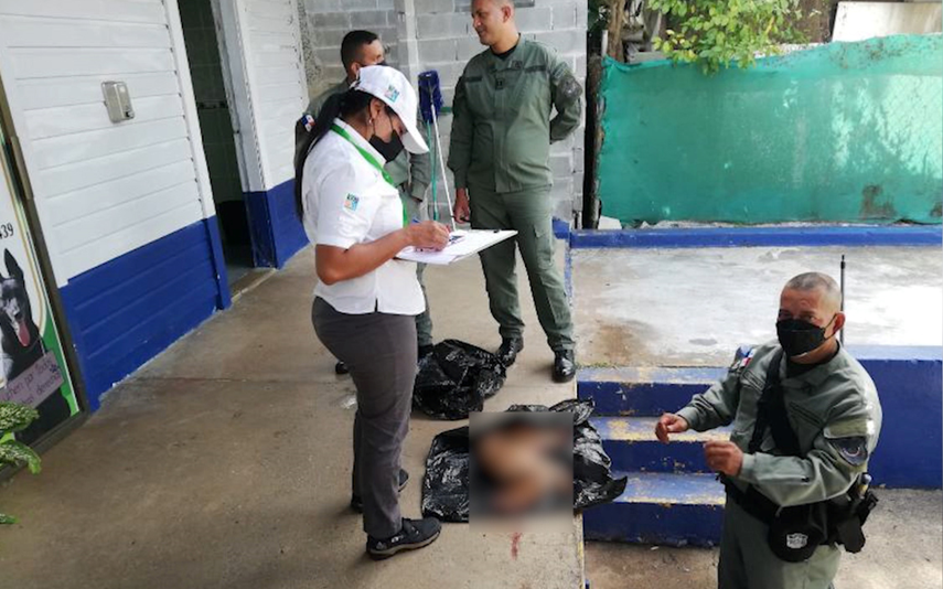 El venado de cola blanca es una especie en vulnerable extinción.