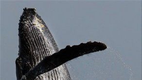 Ballenas en recuperación; marsopa mexicana por extinguirse