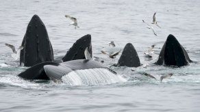 Las ballenas jorobadas