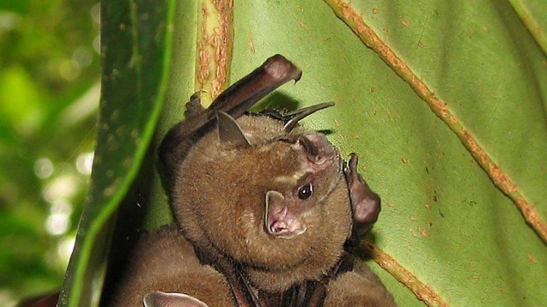Hallan nueva especie de murciélago en el Jardín Botánico de Bogotá
