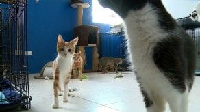 Preocupación por abandono de mascotas en medio de brote del COVID-19